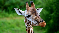 Giraffe_1 (4).jpg